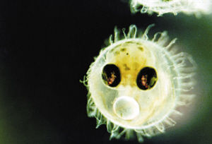 太空旅行 蜜蜂筑巢猴子睡懒觉(组图)