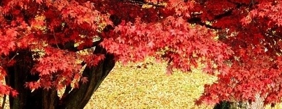 奥巴马罗姆尼摇摆州大打广告战 或影响选情(图)