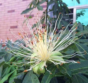 信宜金碧花园一棵发财树开花结果 信宜金碧花园一棵发财树开花结果